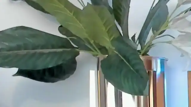 Lucia-Saanvi - Flirt4Free Live Video Recording - 2025 03-10 18:10:09